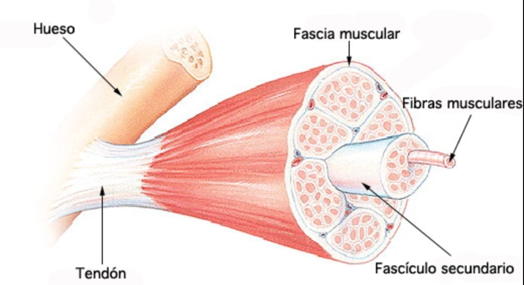 Sistema fascial en los musculos